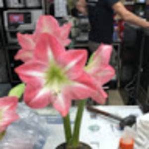 Meet your Posher, Anna mae